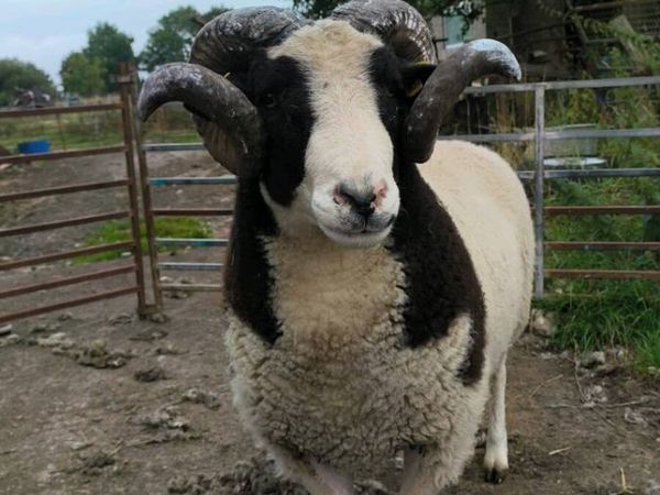 Pbr Jacob ram - Main image