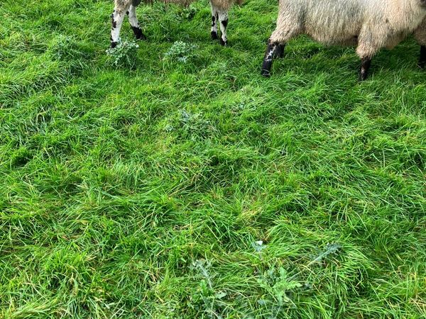 Sheep - Main image