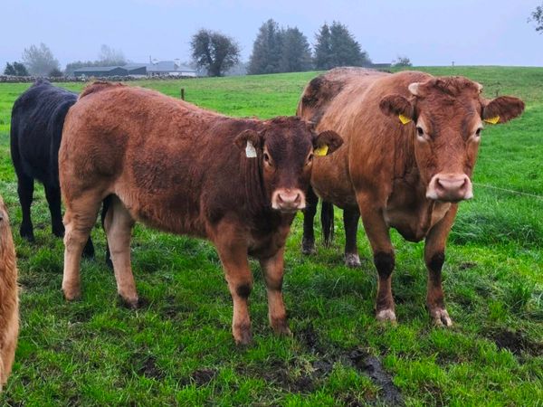 Weanling heifers - Main image