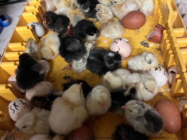 Pure bred Chicks - Main image