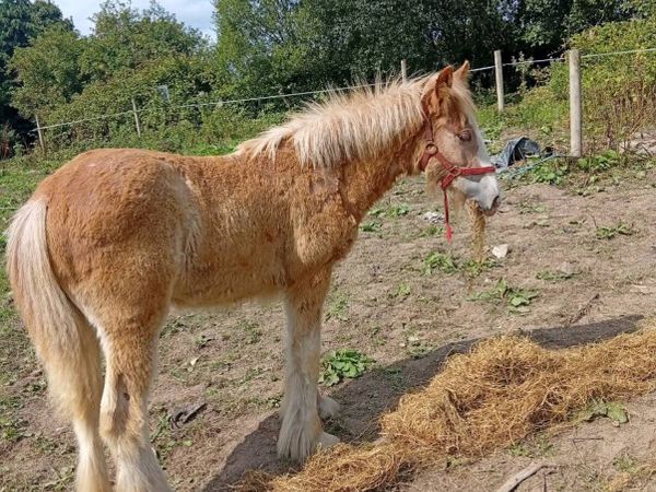 Cob filly foal - Main image