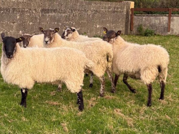 MULE EWE HOGGETS - Main image