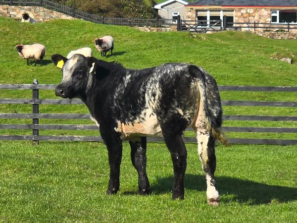 ⭐️Serious BBX Heifer Calf⭐️ - Main image