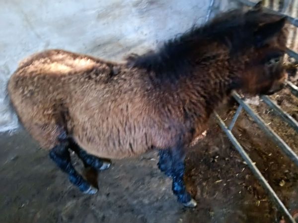 Shetland Pony - Main image