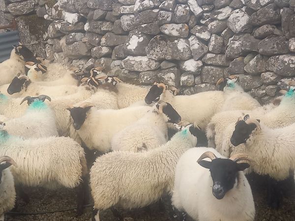 Sheep - Main image