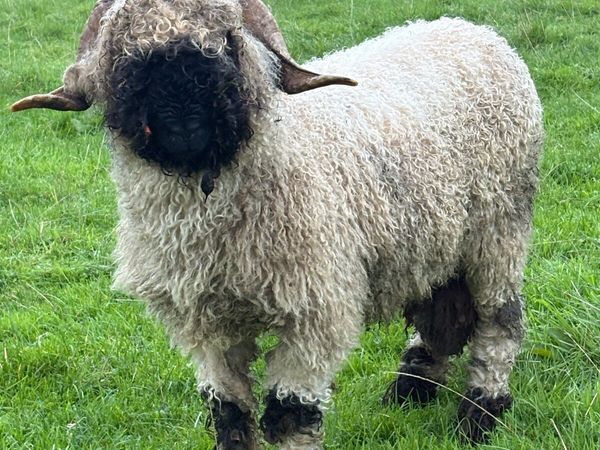 Valais Blacknose Ram - Main image