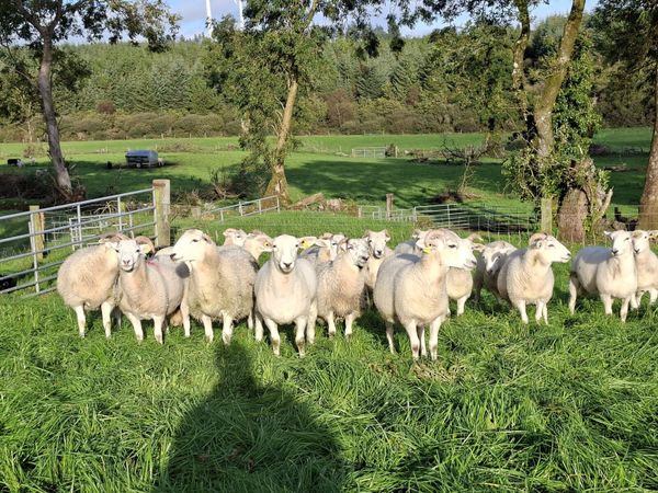Ewe Lambs - Main image