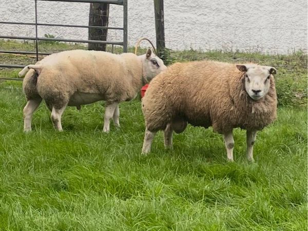 PB Beltex & Rouge Rams - Main image