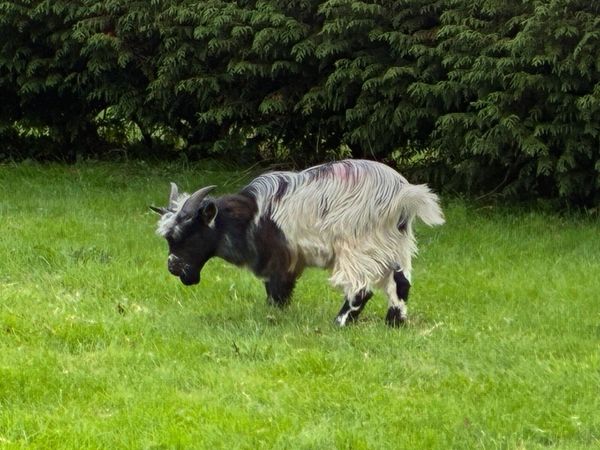 Pygmy goat - Main image