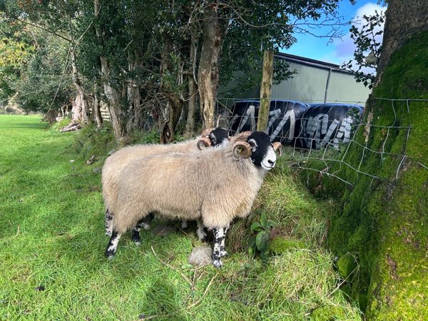 Swale hogget rams for sale - Main image