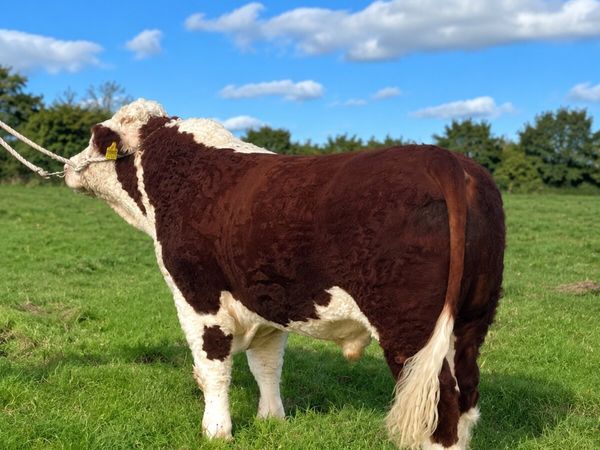 Lot 23- Tullamore 10th October - Main image