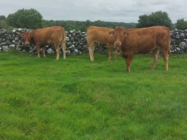 Lmx Heifers - Main image