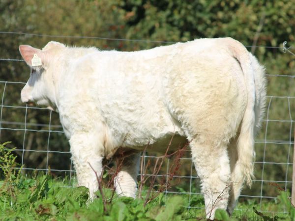Pedigree heifers and bulls - Main image