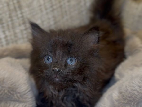 Kittens - Main image