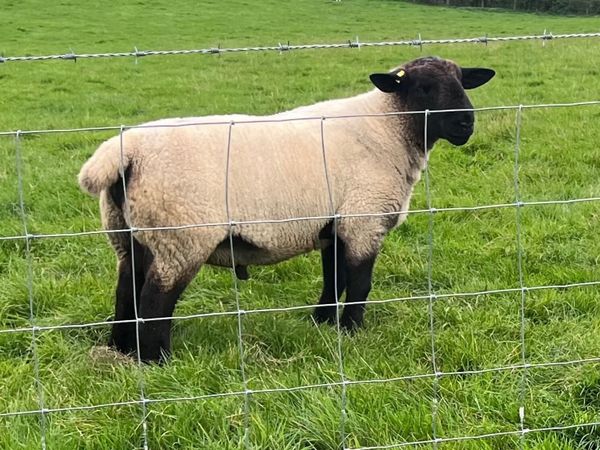 Suffolk shearling ram - Main image