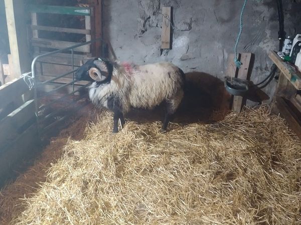 Sheep - Main image