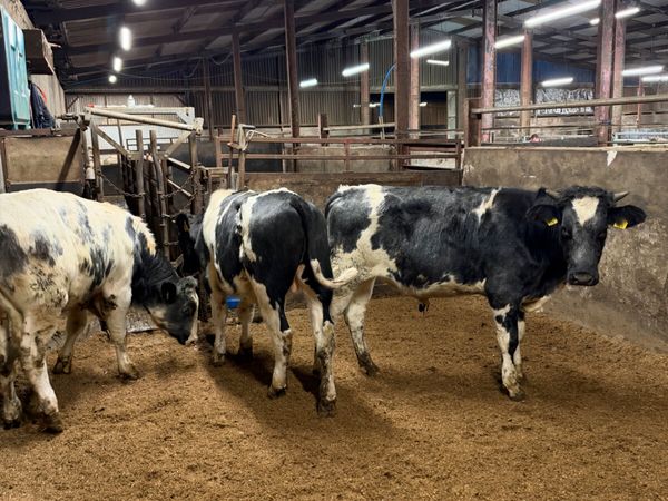 Blue bullocks - Main image