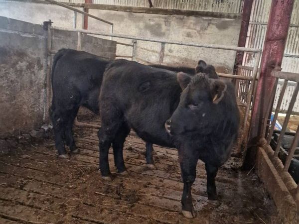 Pedigree angus heifers - Main image