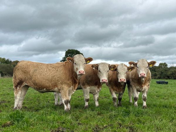 4 Simmental heifer heifers - Main image