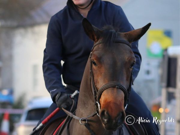 5yr old 15.1 Connemara gelding - Main image