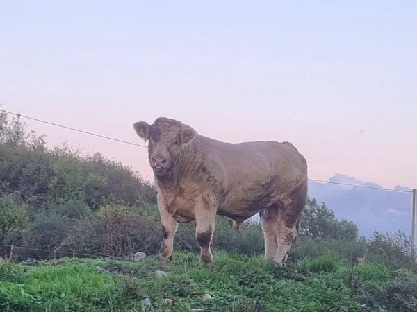 Pure Bred Charloais Bull - Main image