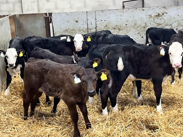 Calves For Sale - Main image
