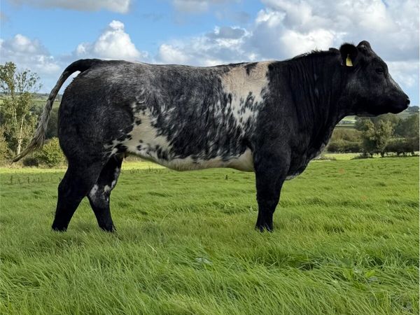 ⭐️ 20 Exceptional Maiden Heifers ⭐️ - Main image