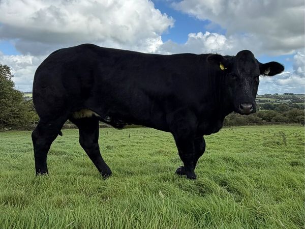 ⭐️ Maiden Heifers - Friday Pen 63-67 ⭐️ - Main image