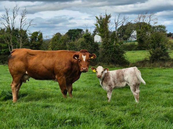 Incalf and Calved Heifers - Main image