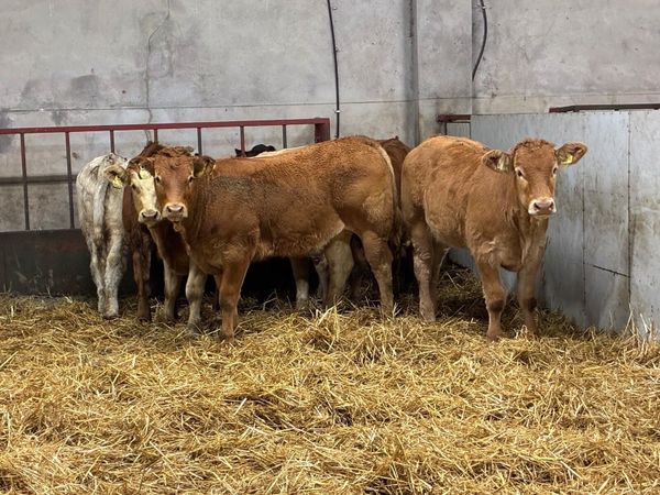 Smashing CH & LIM Heifer Weanlings - Main image