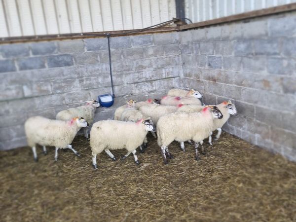 Ewe Lambs - Main image