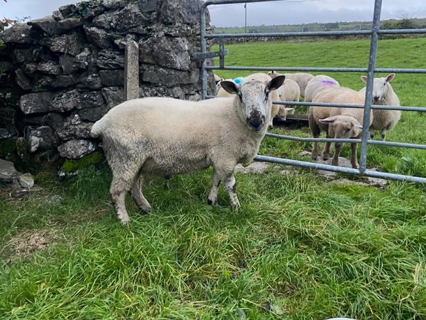 Hogget Ram - Main image