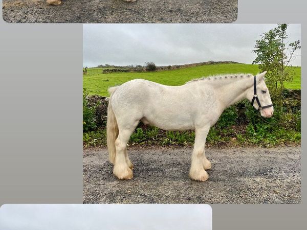 Three riding cobs - Main image