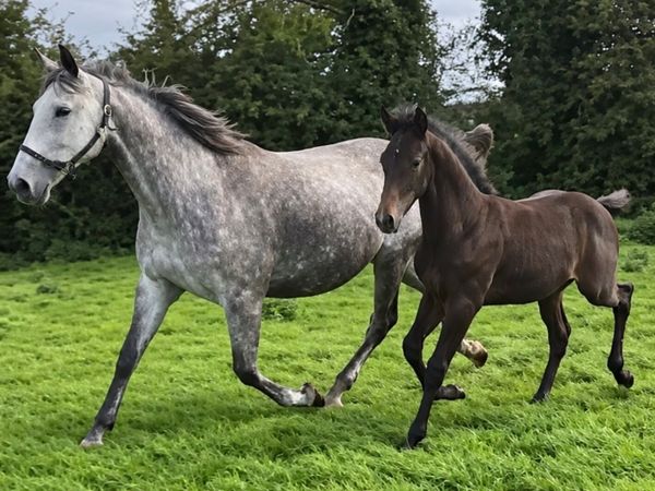 Performance Bred Broodmares - Main image