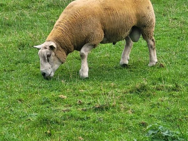 Charolais  x Texel rams for sale - Main image