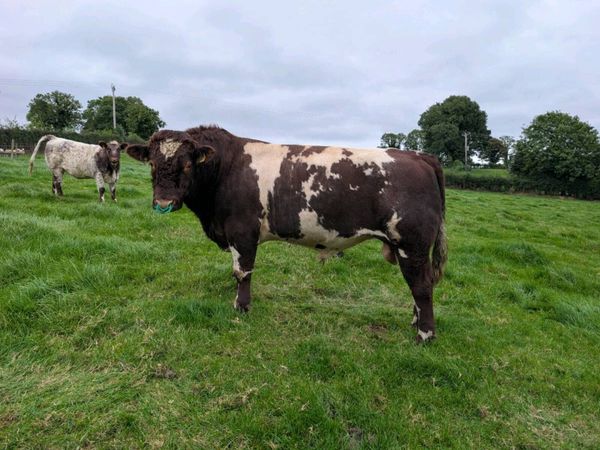 Pedigree registered Beef Shorthorn Bull - Main image