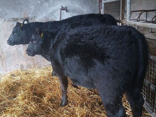 Angus heifers - Main image