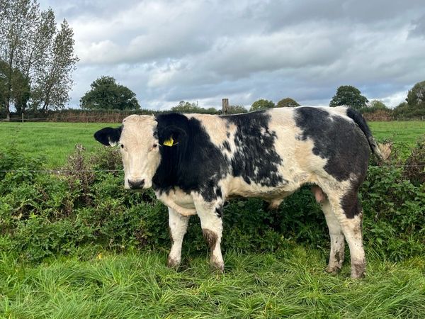 Blue bull weanling - Main image
