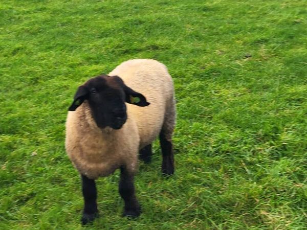 Pedigree Registered Suffolk ram lambs for  sale - Main image