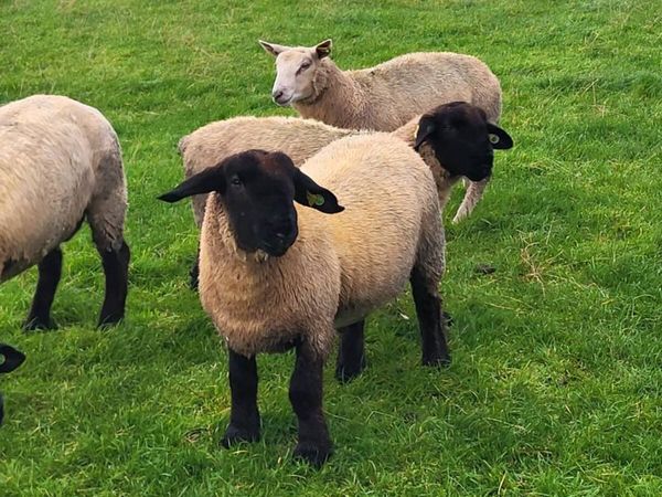 Pedigree Registered Suffolk ram lambs for  sale - Main image