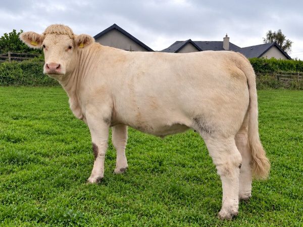 Pedigree charolais 2nd calver - Main image