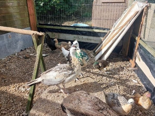 Peafowl chicks - Main image