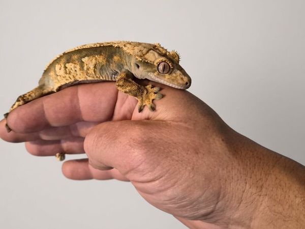 🦎 CRESTED GECKOS LOOKING FOR NEW HOMES 🦎 - Main image