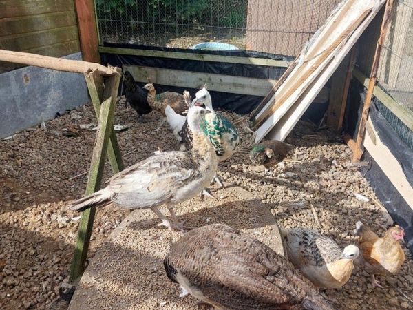 Peafowl chicks - Main image
