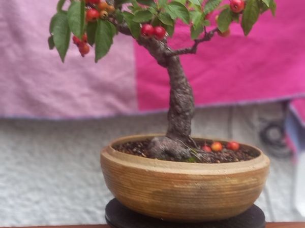 bonsai trees - Main image