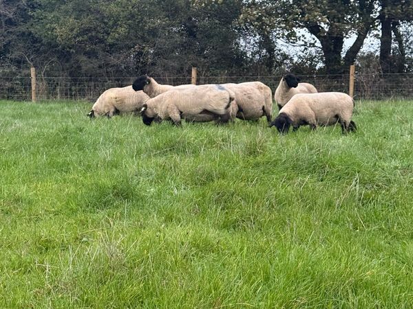 Purebred Suffolk hoggets - Main image