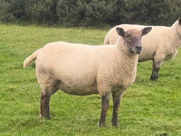 Suffolk Cheviot Hoggets - Main image
