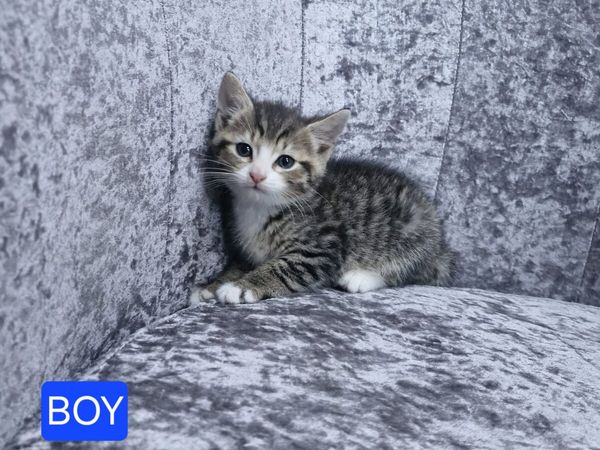 Kittens - Main image