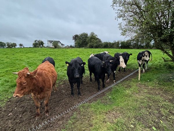 Heifers - Main image