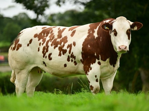 In calf heifers - Main image